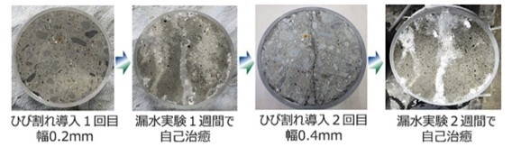 写真1:ひび割れの自己治癒状況