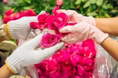 ペタリング（花むしり）