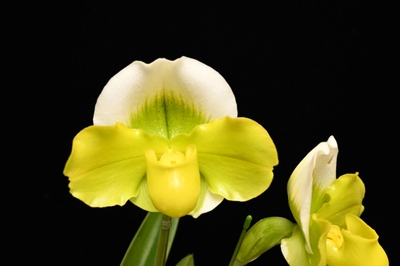 YhSD2OO4D7TqsiMfOqjR.JPG?w=940&h=940