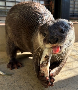 東武動物公園のコツメカワウソ