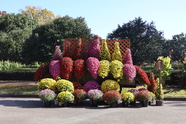 第６５回神代植物公園「菊花大会」 １１月1日（土）～開催！