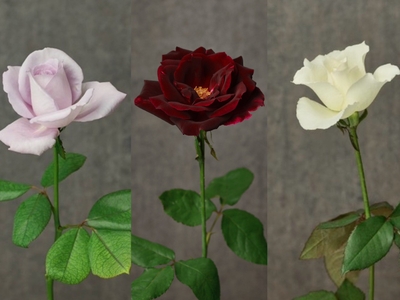 YnZINWWvFRSyssw5hcxf.jpg?w=940&h=940