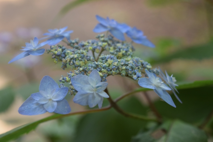 深山八重紫(5月17日現在)