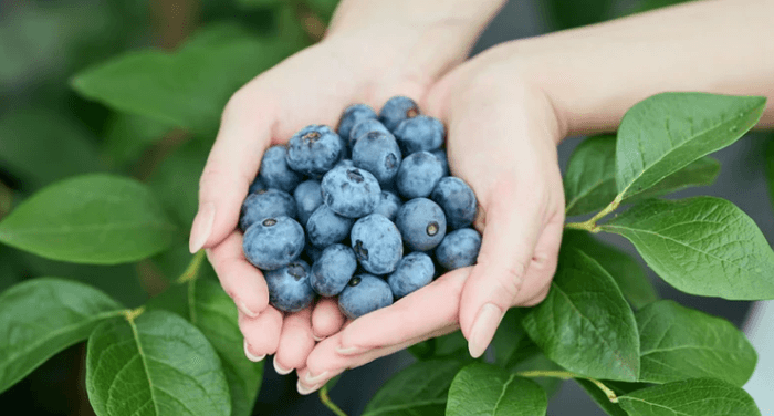 全ては自然の恵みから