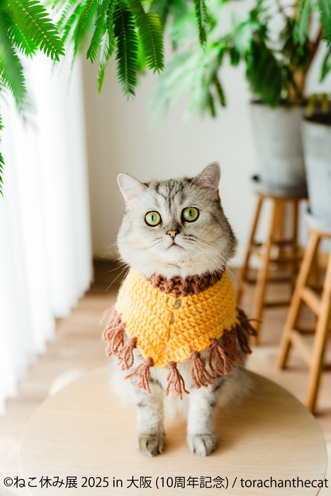 ねこ休み展 展示作品:torachanthecat