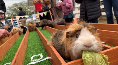 ▲モルモットによる白熱レース