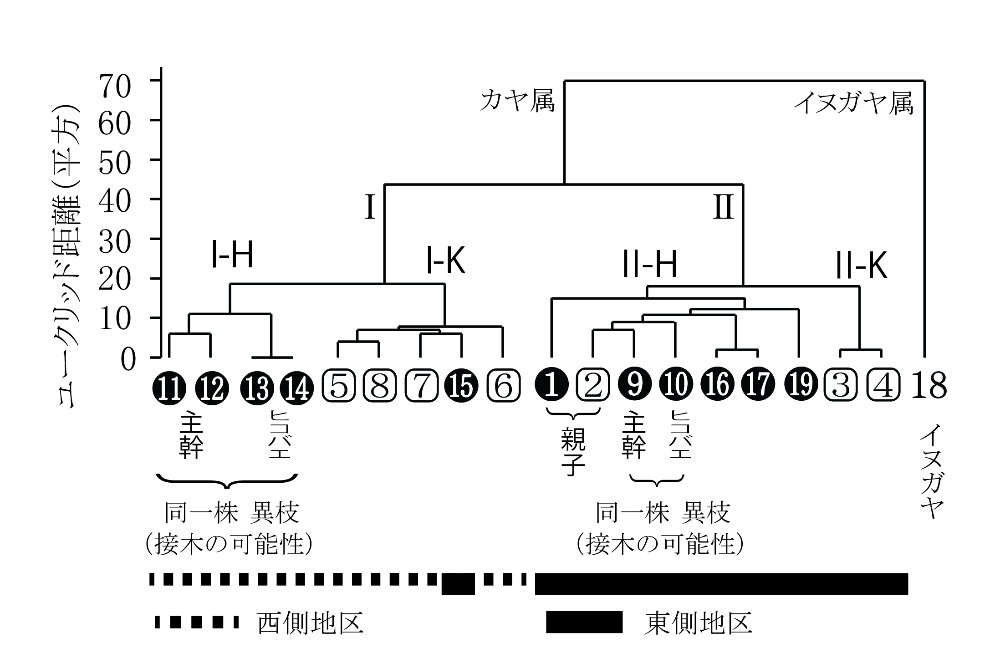 図2 ウォード法による19サンプルのカヤに関するデンドログラム ○数字はヒダリマキガヤを、□数字はその他のカヤを示す。