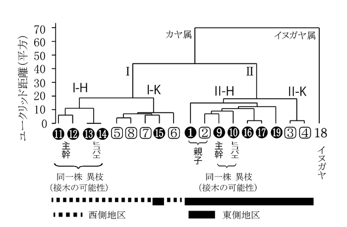 図2 ウォード法による19サンプルのカヤに関するデンドログラム ○数字はヒダリマキガヤを、□数字はその他のカヤを示す。