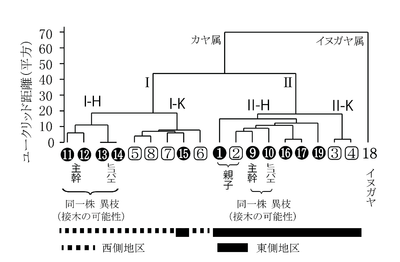 図2　ウォード法による19サンプルのカヤに関するデンドログラム ○数字はヒダリマキガヤを、□数字はその他のカヤを示す。