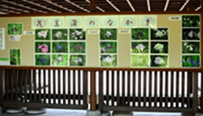 花菖蒲写真展示(過去開催時の様子)