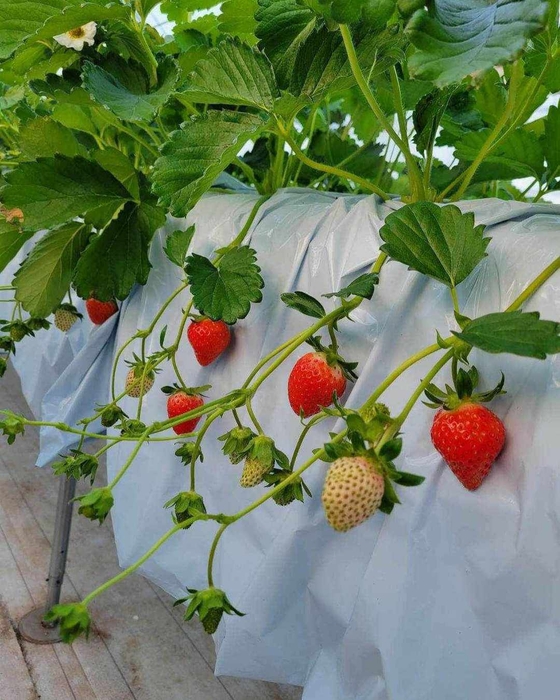 あみちゃんファーム