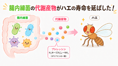 腸内細菌に由来するポリアミンによる宿主の寿命延長