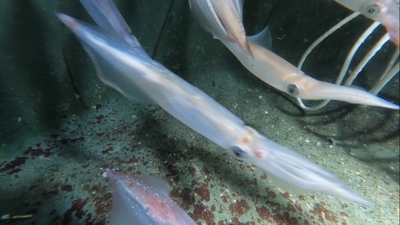 Z70J3QqnG6AlK6rtfx4Q.jpg?w=940&h=940