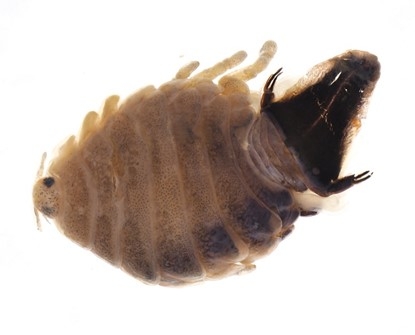 図1.リュウノロクブンギMothocya kaorui(注:左側が頭部、右側が腹尾節、全体が褐色なのは液浸保存による変色のため)