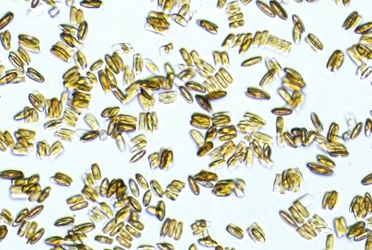 微細藻類と未利用温室を利用した新しい農業の提案