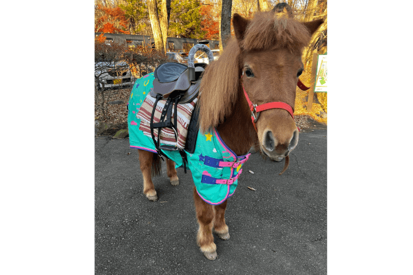 とてもお利口なポニー