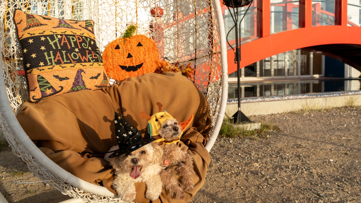 淡路島西海岸「クラフトサーカス」愛犬と一緒にNo.1を目指せ!『ハロウィン仮装わんキング!』10月11日より開催