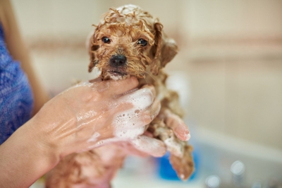 ZMbMb3BL4Y6RKJP5NRXq.jpeg?w=940&h=940