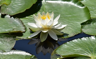 スイレンの様子