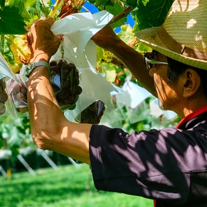 ZPAYP1cBqGPRsdOUbNnx.jpg?w=940&h=940