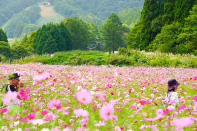 9月頃。一面のコスモスは圧巻です。