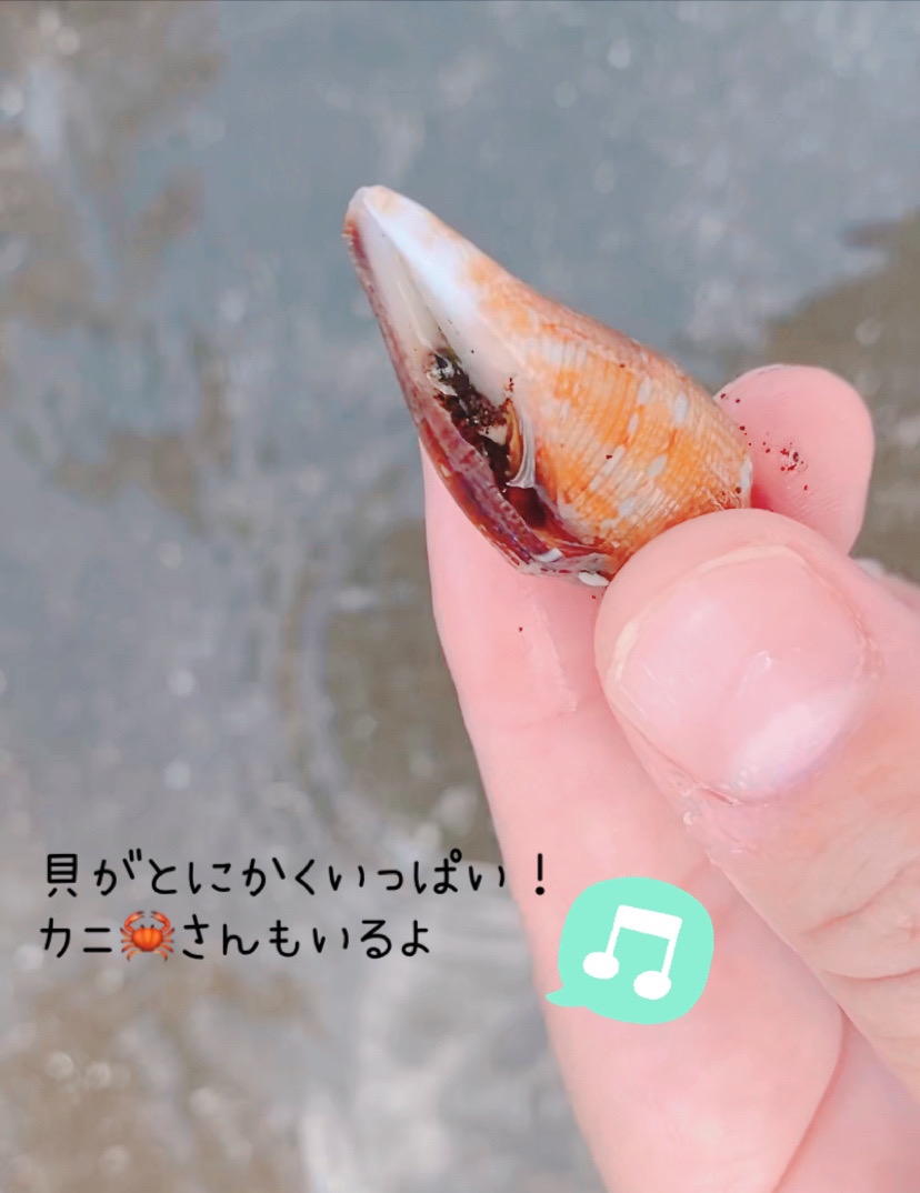 ビーチコーミングも楽しめます