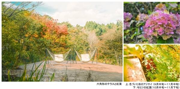 森の画廊「春もみじ」 さくらあーと・紅葉と丸窓の秋庭｜株式会社さくらほりきり