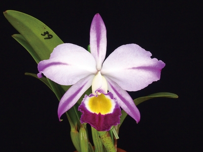 ZWODjqPlVpo3fX9kqKrt.jpg?w=940&h=940