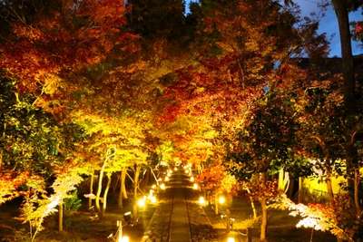 参道 （2018年夜間特別拝観）