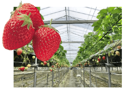 ZcGWikzB4lbVuWNd5H3U.png?w=940&h=940