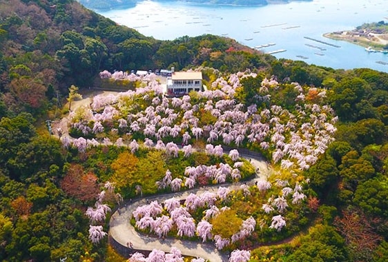 徳島県・アオアヲ ナルト リゾート】圧巻！しだれ桜450本「花見山