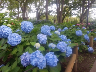 6月22日（日）【篠崎公園】アジサイまつり開催！