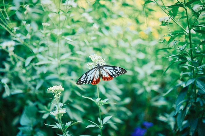 フジバカマ_10月上旬~10月下旬