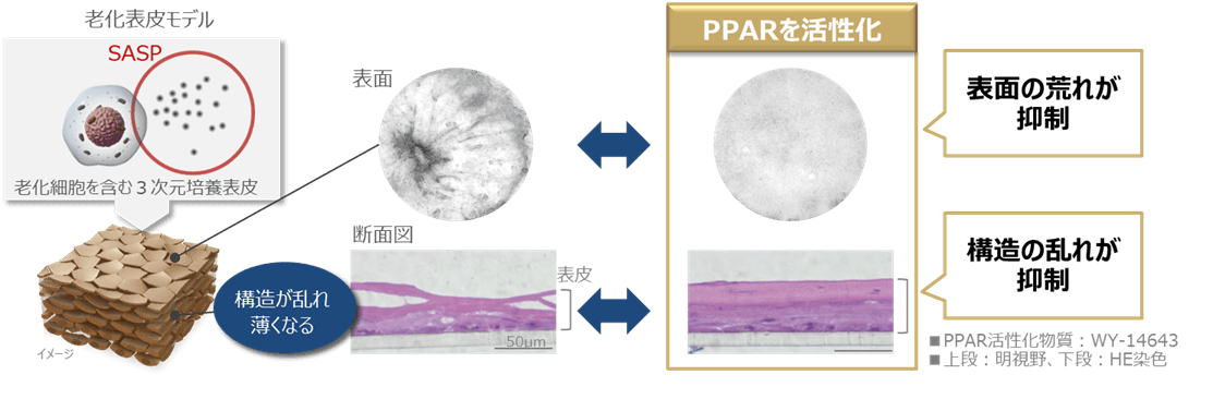 図2 PPARの活性化により老化細胞が引き起こす表皮変化が抑制される
