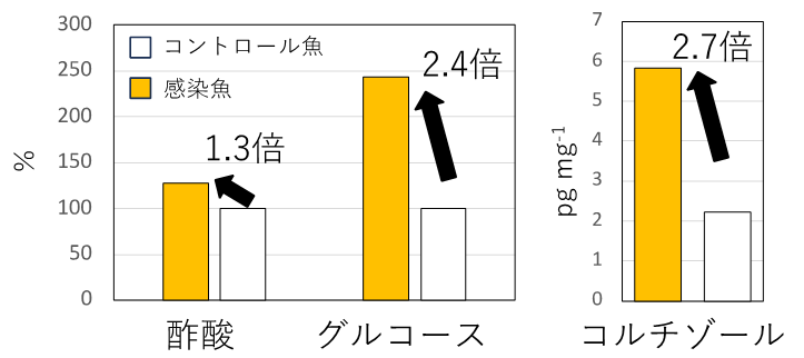 図1 フン中の代謝産物濃度の比較 酢酸、グルコースは絶対値ではないためコントロール魚のフン中濃度を100%とした時の感染魚のフン中濃度を%で表示 ※ 図1は原論文の「Table S3」および「Figure 6」の数値データを基に作成しています。