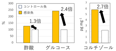 図1 フン中の代謝産物濃度の比較　酢酸、グルコースは絶対値ではないためコントロール魚のフン中濃度を100％とした時の感染魚のフン中濃度を％で表示　※ 図1は原論文の「Table S3」および「Figure 6」の数値データを基に作成しています。