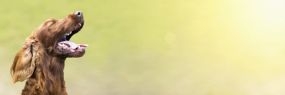 ZowiQeEFlegyv83bZQBN.jpeg?w=940&h=940