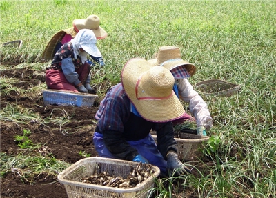 収穫もひとつひとつ手作業で  
