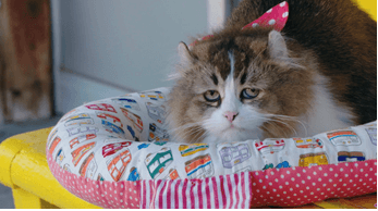 劇中カット (C)劇場版「ふにゃ~り日和」製作委員会