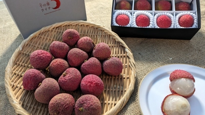 都心から最短60分の希少な “国産生ライチ”の直売所が限定オープン！ 高級フルーツブランド「千の葉ライチ」圃場にて