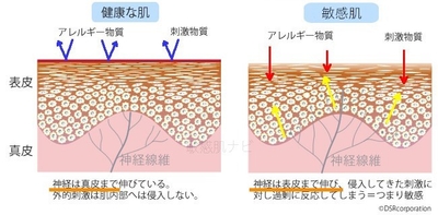 NGFで神経線維が伸びる