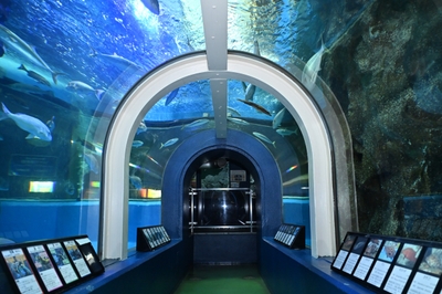 魚津水族館の富山湾大水槽