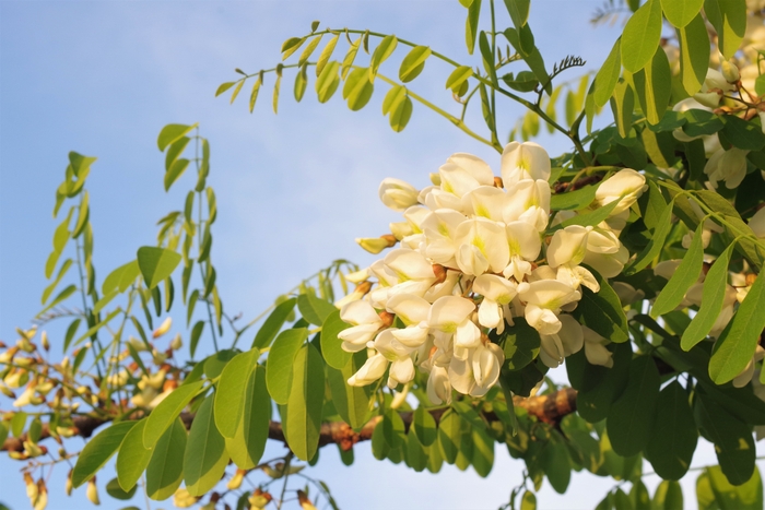 エイジングケアに「ケルセフィット(R)」