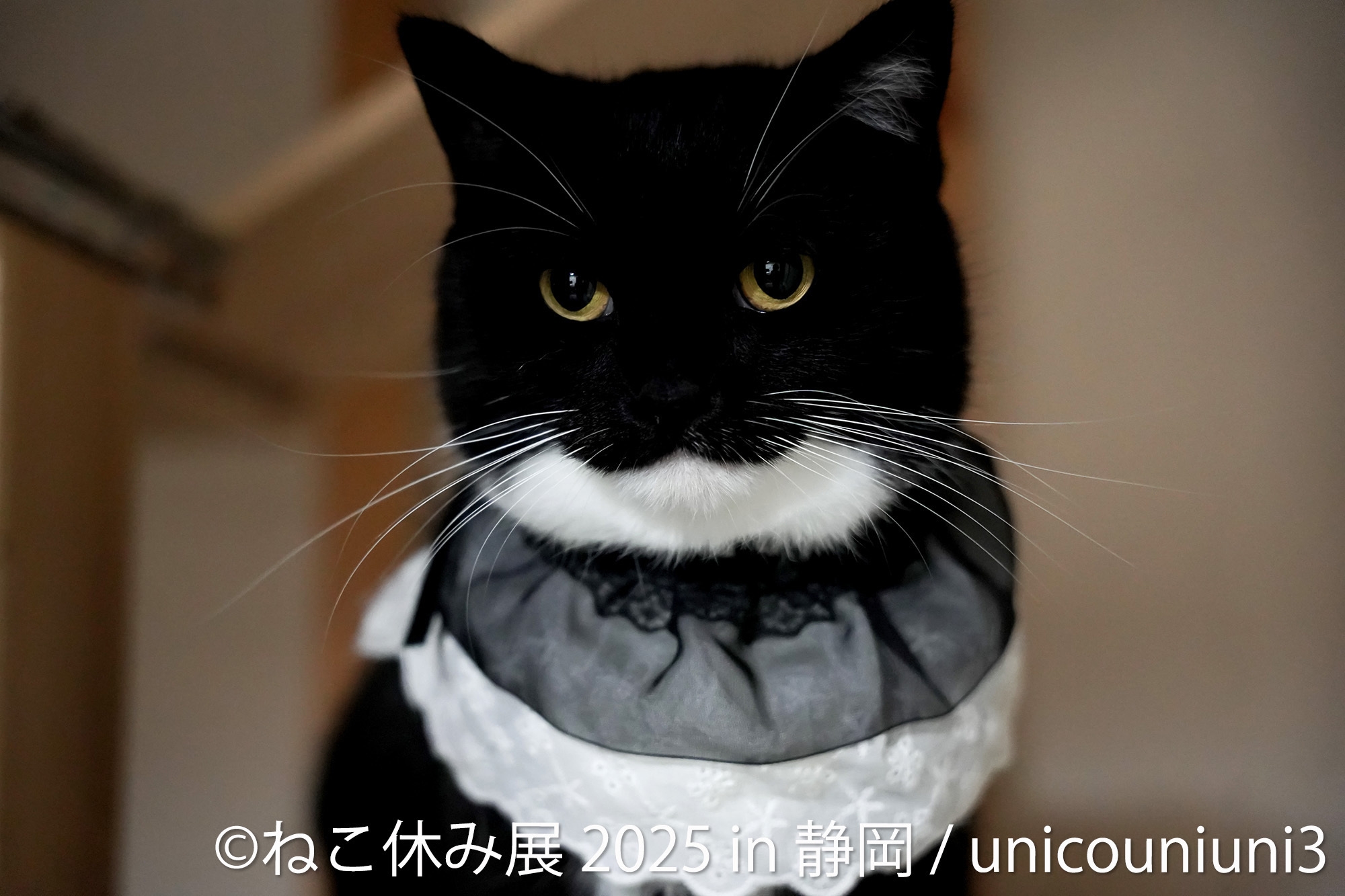 ねこ休み展 展示作品:うにちゃん