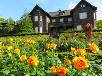 旧古河庭園に咲く見ごろのバラをご紹介！「春のバラフェスティバル」開催中！