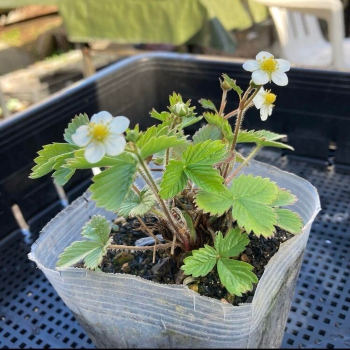 返礼品 子どもが育てた苺苗