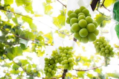 中野市の農産物は日本トップクラスの生産量を誇ります