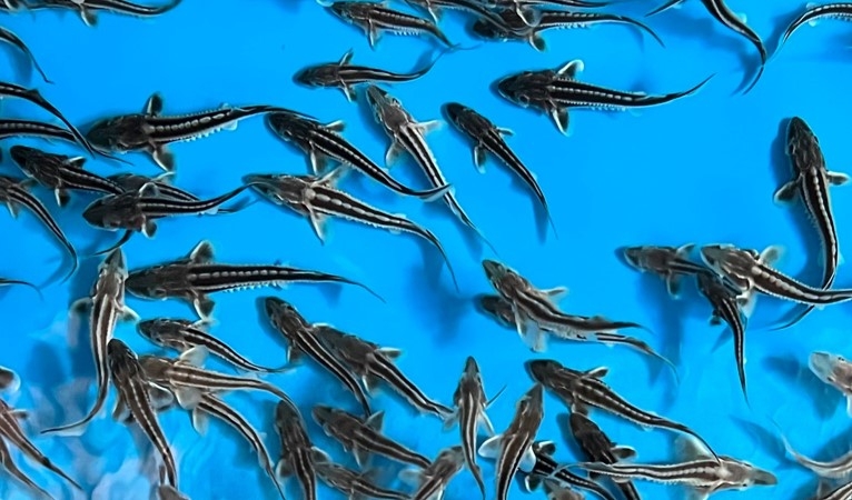 雌性発生したロシアチョウザメ