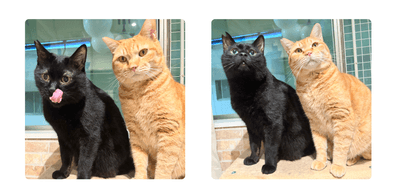 a3O3BVEliyXqtMZvT86i.png?w=940&h=940