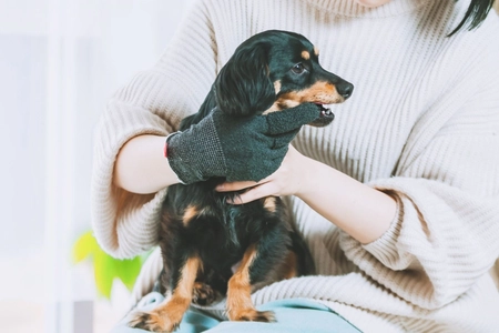 「歯磨きはもっと楽で自由でいい！」愛犬・愛猫用の“歯磨きグローブ”がついに一般販売開始！